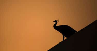 Silhouette of a peacock standing on a rooftop against a warm orange sunset sky.