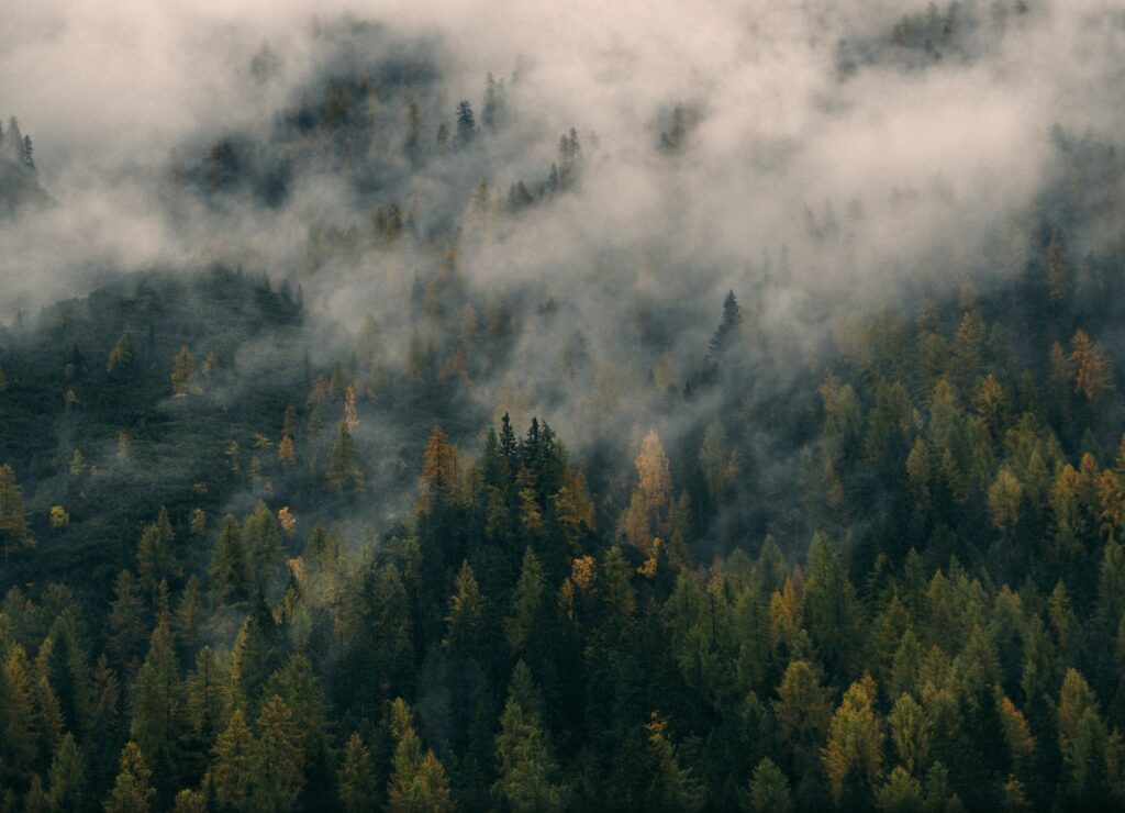 A dense forest with autumn-colored trees is partially shrouded in mist, creating a tranquil and mysterious atmosphere.